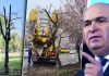 Bani aruncați pe fereastră în fieful lui Bolojan. Primăria Oradea a cheltuit zeci de mii de lei pe mutarea a 15 arbori, dintre care a rezistat unul singur