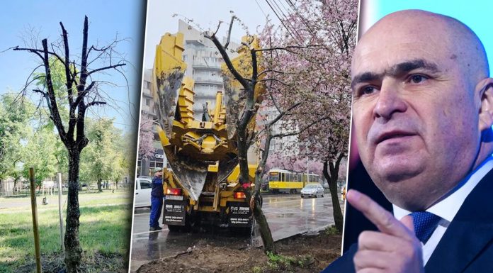 Bani aruncați pe fereastră în fieful lui Bolojan. Primăria Oradea a cheltuit zeci de mii de lei pe mutarea a 15 arbori, dintre care a rezistat unul singur