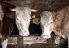 Un gigant apare în zootehnie. Unde se construiește un complex uriaș pentru zeci de mii de bovine destinate exportului