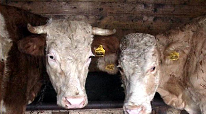 Un gigant apare în zootehnie. Unde se construiește un complex uriaș pentru zeci de mii de bovine destinate exportului