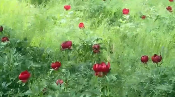 Imagini spectaculoase în județul Dolj. Au înflorit bujorii sălbatici de la Plenița