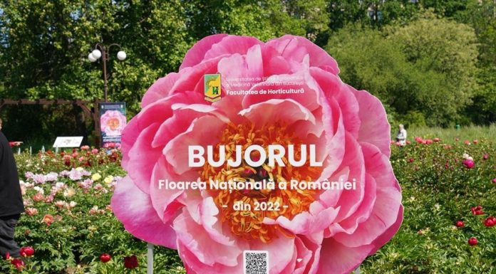 Primul soi de bujor produs în România va purta numele Madrigal/ Recital extraordinar dedicat bujorului românesc, sâmbătă, în Piaţa Matache
