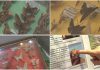 „Sunt spectaculoși”. Expoziție impresionantă de fluturi exotici, la Muzeul Olteniei din Craiova