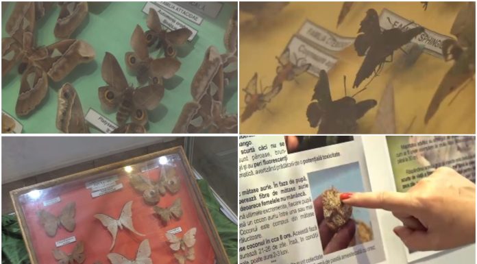 „Sunt spectaculoși”. Expoziție impresionantă de fluturi exotici, la Muzeul Olteniei din Craiova