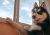 Un bărbat din Suceava a fost condamnat la închisoare după ce a ucis cu sânge rece un câine Husky