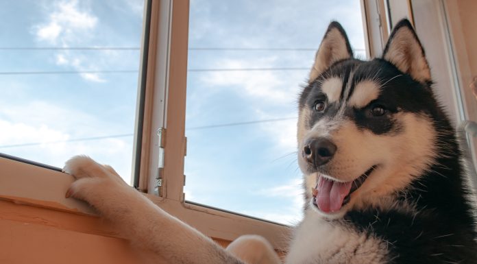 Un bărbat din Suceava a fost condamnat la închisoare după ce a ucis cu sânge rece un câine Husky