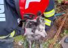 Mehedinţi: Câine căzut într-un canal neacoperit, salvat de pompieri – VIDEO