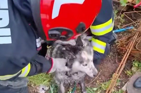 Mehedinţi: Câine căzut într-un canal neacoperit, salvat de pompieri – VIDEO