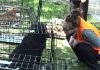 Campanie maraton într-o comună din județul Iași. Peste 300 de câini au fost sterilizați gratuit de medici veterinari