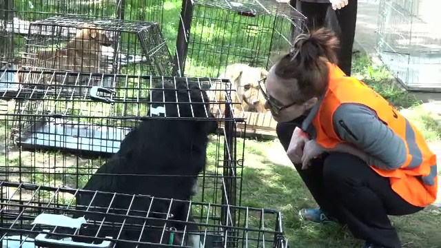 Campanie maraton într-o comună din județul Iași. Peste 300 de câini au fost sterilizați gratuit de medici veterinari