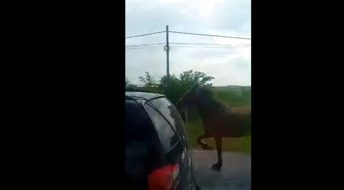 Cal legat de mașină cu lanțul, pe centura Craiovei. Cum a fost pedepsit șoferul