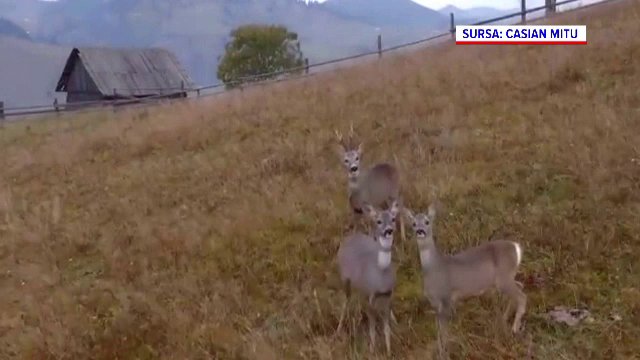 Motivul pentru care creșterea cotelor de vânătoare la căpriori a stârnit controverse între autorități și ecologiști