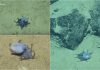O caracatiță albastră, cât o minge de golf, a fost descoperită lângă Insulele Galapagos. Primele imagini cu creatura marină