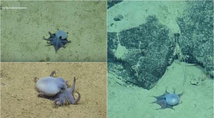 O caracatiță albastră, cât o minge de golf, a fost descoperită lângă Insulele Galapagos. Primele imagini cu creatura marină