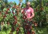 Fructul cu care au dat lovitura unii fermieri din România. Unii au producție de 10 ori mai mare față de alți ani
