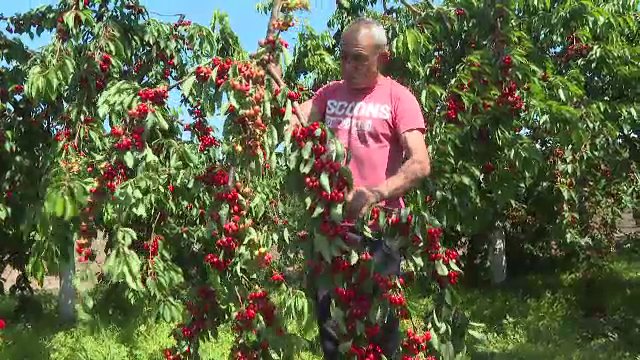 Fructul cu care au dat lovitura unii fermieri din România. Unii au producție de 10 ori mai mare față de alți ani
