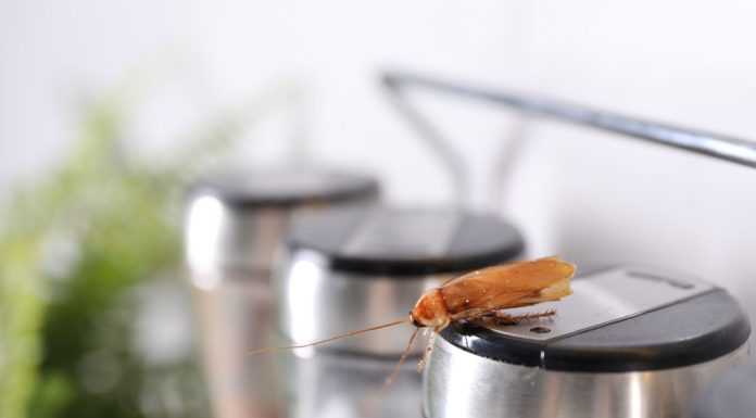 Orașul britanic invadat de „gândaci mutanți”. Insectele s-au „cazat” inclusiv în prize și routerele Wi-Fi