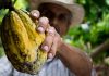 Ciocolata autentică revine pe piață după prăbușirea prețului la cacao