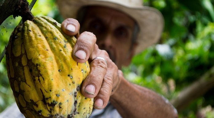 Ciocolata autentică revine pe piață după prăbușirea prețului la cacao