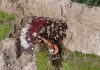 Colaps ecologic în Lesbos / 32.000 de animale, îngropate fără protecție