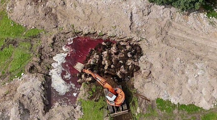 Colaps ecologic în Lesbos / 32.000 de animale, îngropate fără protecție
