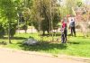 În Capitală se plantează zeci de mii de arbori noi. Ce plante au ales autoritățile de această dată