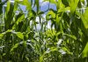 Produsele biologice ajută culturile să performeze prin utilizarea mai inteligentă a azotului