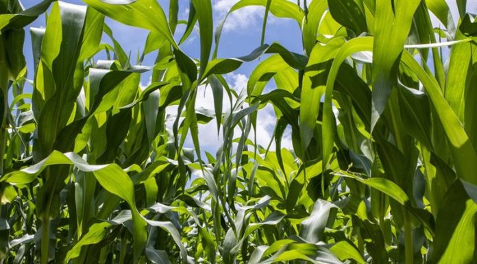 Produsele biologice ajută culturile să performeze prin utilizarea mai inteligentă a azotului