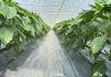 Securizarea producției de legume într-o piață tot mai competitivă