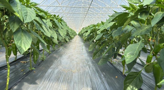 Securizarea producției de legume într-o piață tot mai competitivă