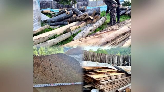 20 de metri cubi de lemn de la arbori care ar fi fost tăiaţi ilegal, descoperiți la percheziții. Printre suspecți, un pădurar