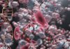 Simptomele virusului care a speriat America. Ce trebuie să știi despre Hantavirus
