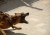 O femeie a fost mușcată de un câine în Murighiol în timp ce se ducea la serviciu