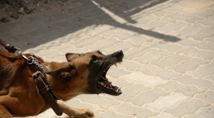 O femeie a fost mușcată de un câine în Murighiol în timp ce se ducea la serviciu