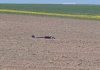 O dronă a căzut în județul Suceava, în apropiere de frontiera cu Ucraina. Zona în care a fost identificată