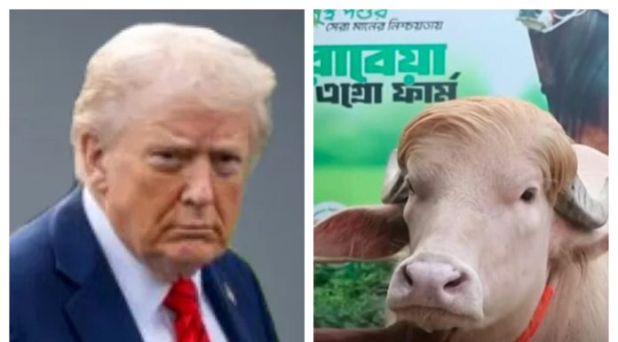 Bivolul cu păr portocaliu „Donald Trump” din Bangladesh va fi sacrificat, după ce a devenit celebru pe rețelele de socializare