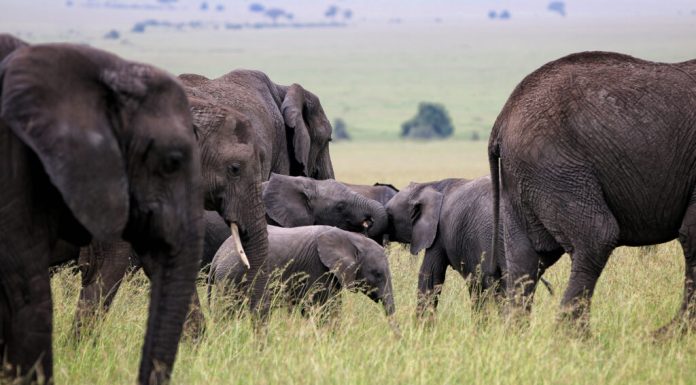 Trei oameni au murit în Uganda după ce mașina în care se aflau s-au izbit de un elefant