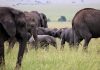 Happy, care le-a demonstrat cercetătorilor că elefanții se pot recunoaște în oglindă, a fost eutanasiată la Grădina Zoologică din Bronx