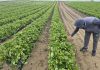 Frigul întârzie pepenii și căpșunile. Schimbările climatice afectează fructele de la câmp