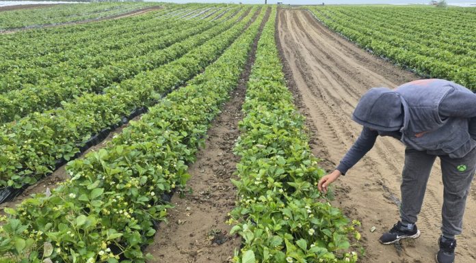 Frigul întârzie pepenii și căpșunile. Schimbările climatice afectează fructele de la câmp