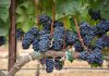 Protecția preventivă a viilor consolidează competitivitatea viticultorilor europeni
