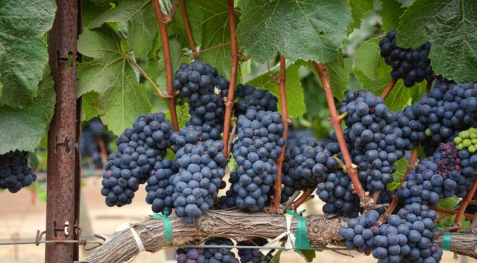 Protecția preventivă a viilor consolidează competitivitatea viticultorilor europeni