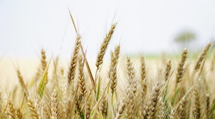 Preşedintele Romalimenta: În agricultură şi în industria alimentară, salarizarea este proastă / Salarizarea este mult taxată în România şi trebuie să mai reducem nivelul taxelor