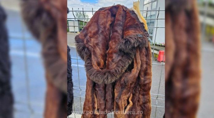 Suceava: Haine din blană de nurcă şi piei de şinşilă, găsite într-un camion condus de un ucrainean, la intrarea în ţară pe la PTF Vicovu de Sus