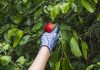 Lista fructelor și legumelor cu cele mai multe pesticide