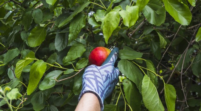 Lista fructelor și legumelor cu cele mai multe pesticide