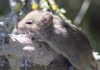 Hantavirus: ce șobolani pot transmite virusul?