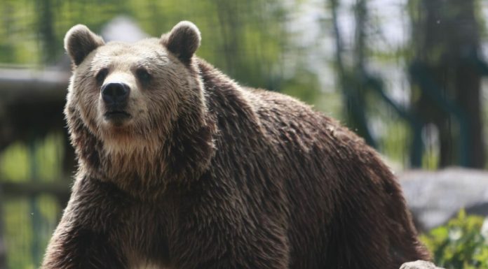 Dâmbovița: A fost semnalată prezența unui urs în Pucioasa. Autoritățile au emis RO-Alert