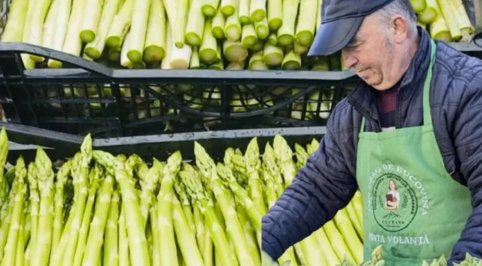 De la fermele din Germania, la propria plantație cu „hrana regilor”. Un bucovinean a dat lovitura cu o afacere cu sparanghel