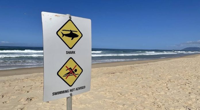 Bărbat ucis de rechin lângă plajă, pe coasta de nord-est a Australiei. El participa la o sesiune de pescuit subacvatic